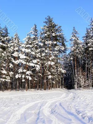 Winter scene