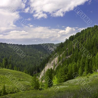 summer landscape