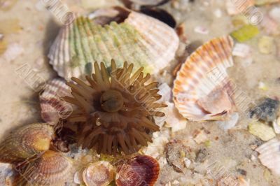 Sea anemone and shells