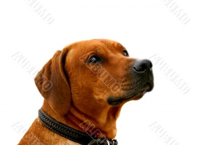 ridgeback