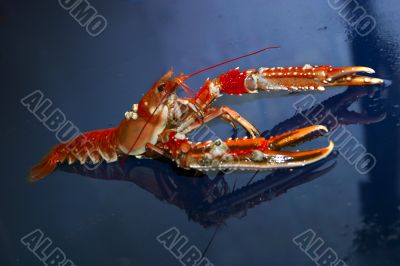 Lobster