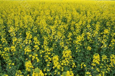 Rape field