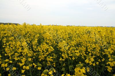 Rape field