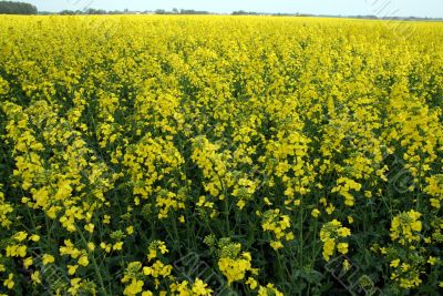 Rape field