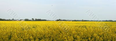 Rape field panorama