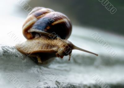 Snail