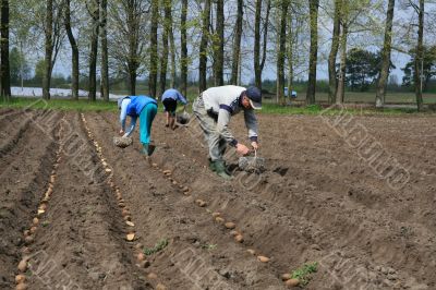 Planting potatoes