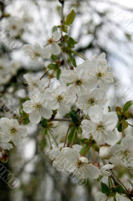 Blooming cherry-tree