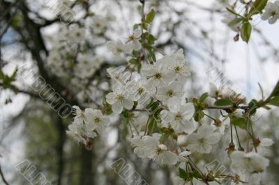Blooming cherry-tree