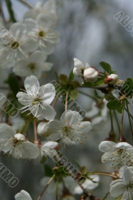 Blooming cherry-tree