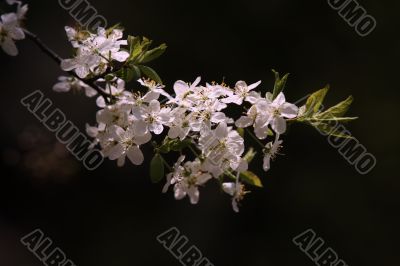 Blossoming cherry