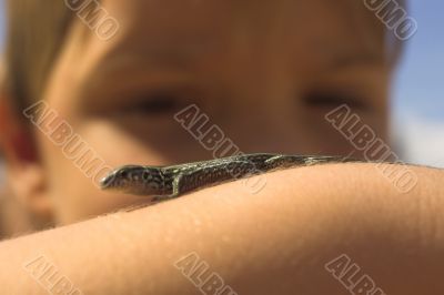 lizard on hand