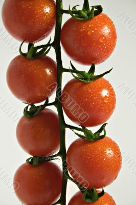 Cherry-Tomato Branch