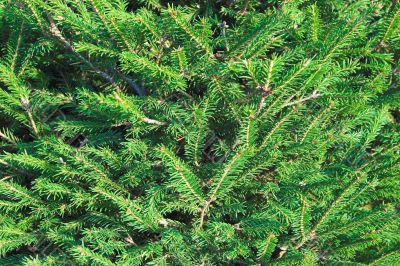 fir background