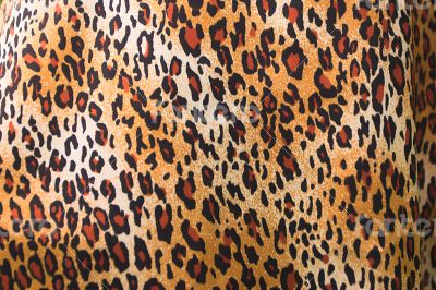 leopard