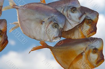  fish - moon