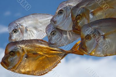 fish - moon