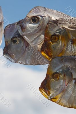  fish - moon