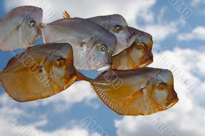  fish - moon