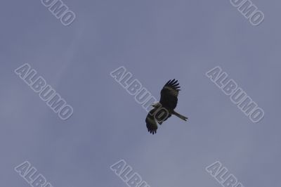 black kite