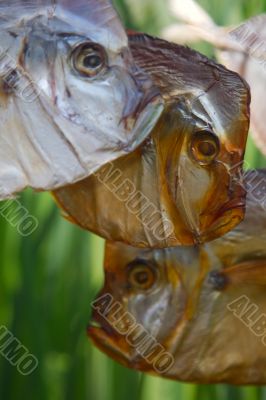  fish - moon