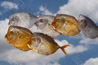 fish - moon