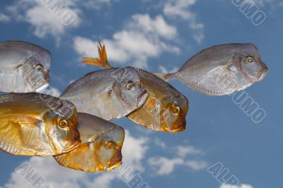 fish - moon