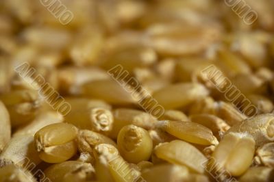 wheat seeds