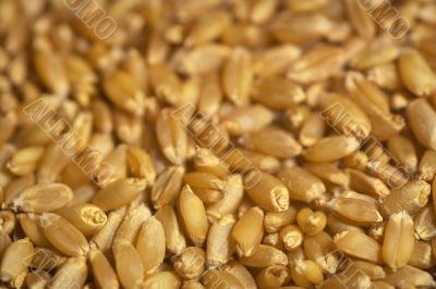 wheat seeds