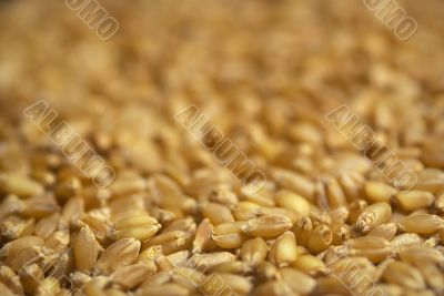 wheat seeds