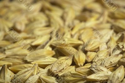 barley seeds