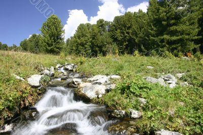 stream, herb and tree