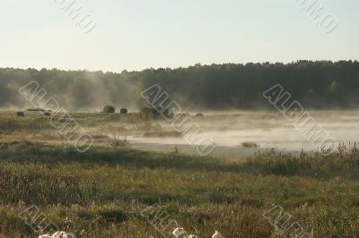 fog and lake