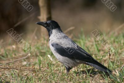 Crow bird