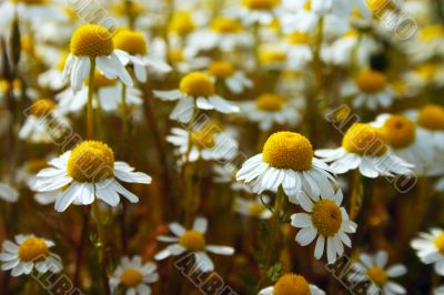 Daisy meadow