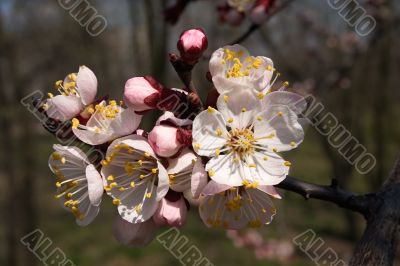 Branch of the tree in blossom