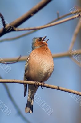 Warble bird