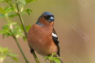 chaffinch