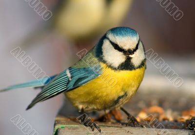 Funny blue tit