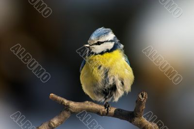 Blue tit