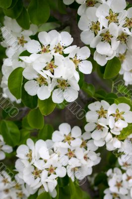 Cluster`s of flowers