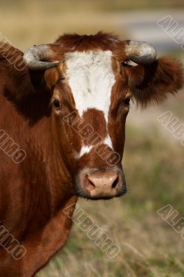Cow portrait