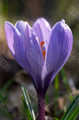 Close-up photo of crocus flower