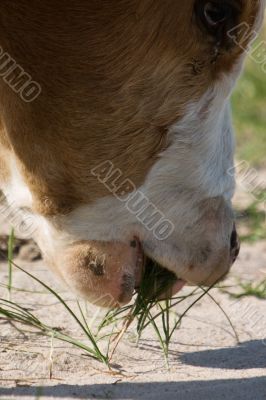 Cow eating a grass