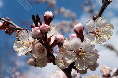 A close-up picture of white flowers