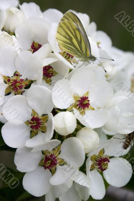 Butterfly on the white flower