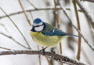 Tomtit bird