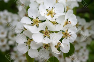 cluster of white flowers