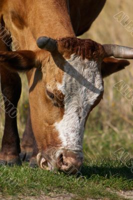 Cow eating the grass