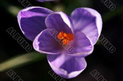 Crocus macro